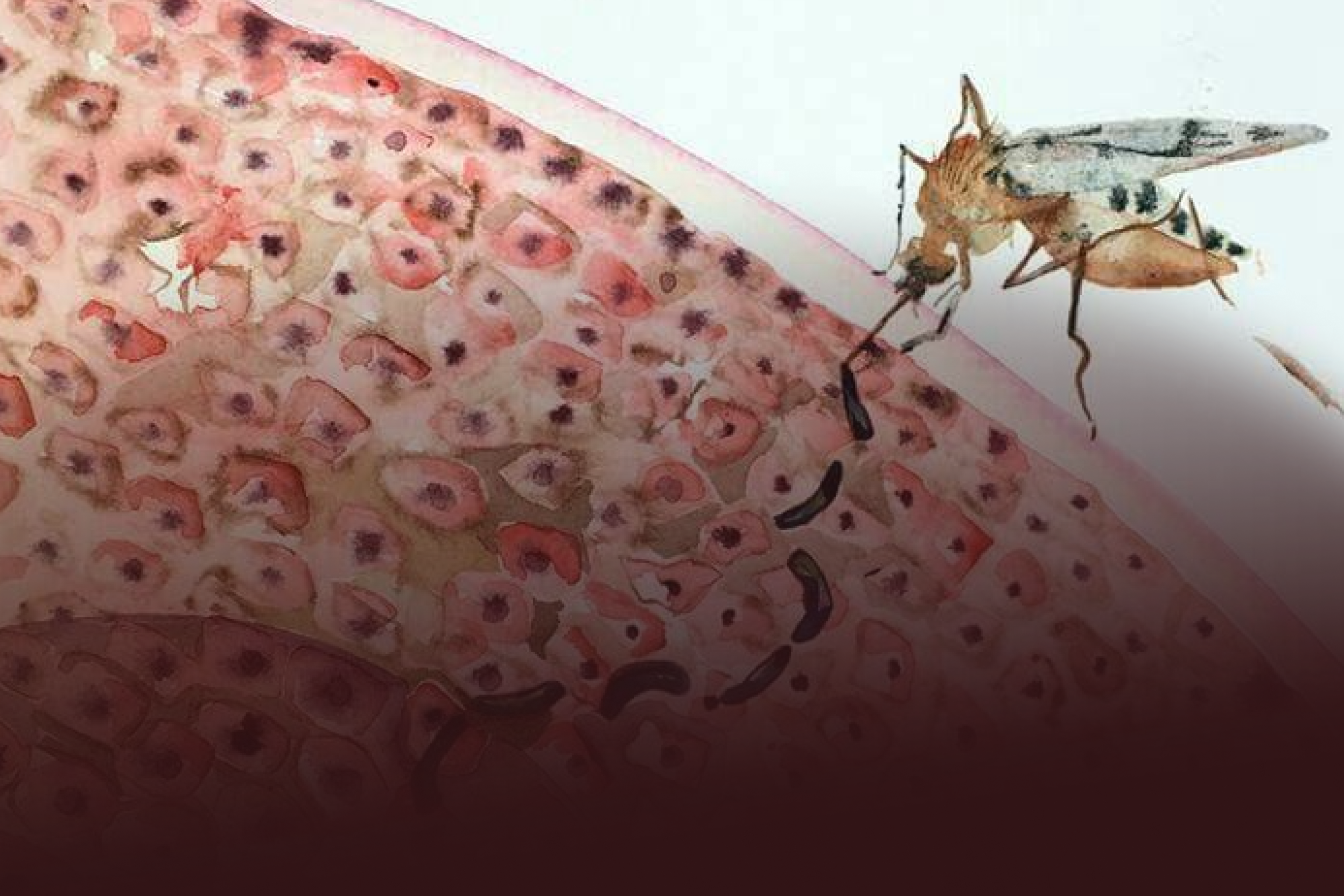 Malária no Brasil: Avanços em Tratamento Acessível e Monitoramento